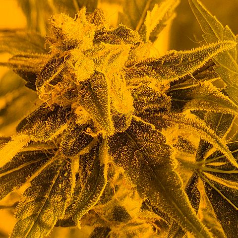 Bonsai Surprised moon, amnesia lemon  growlog timeline photo