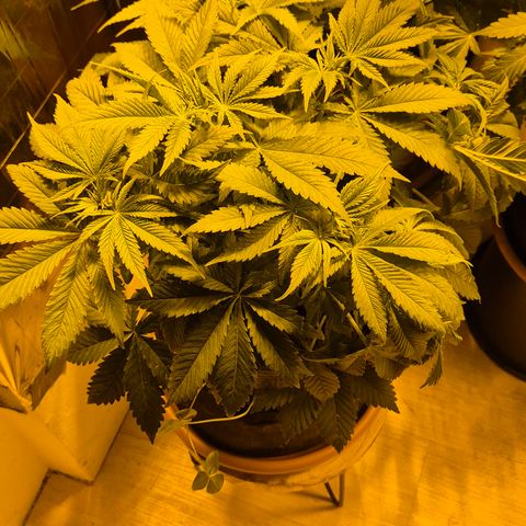 🍍Anna  #1 amnesia lemon  growlog timeline photo
