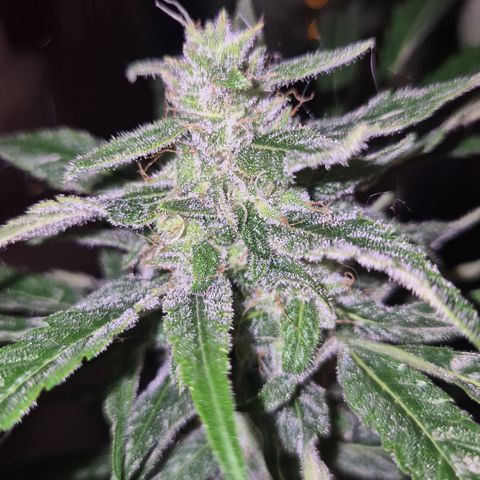 Puple punch  6 growlog timeline photo