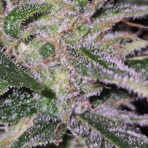 Puple punch  6 growlog timeline photo