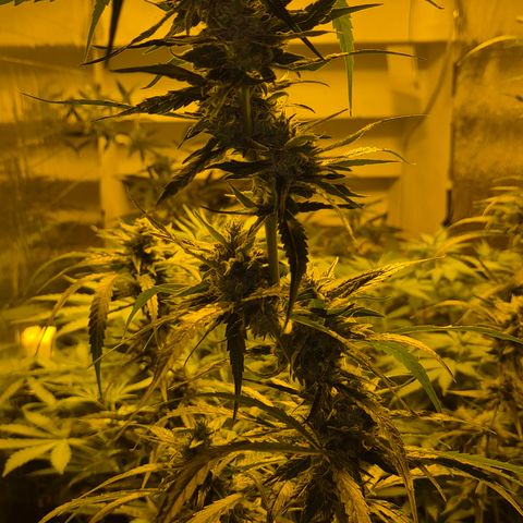 Puple punch  6 growlog timeline photo