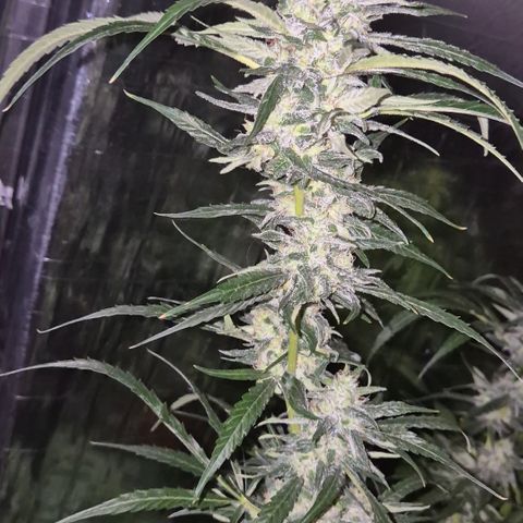Puple punch  6 growlog timeline photo