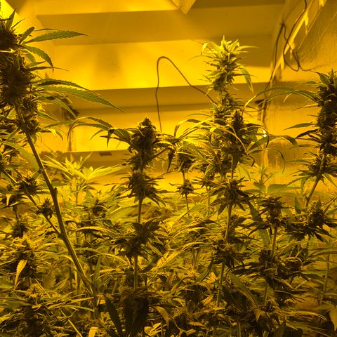Puple punch  6 growlog timeline photo
