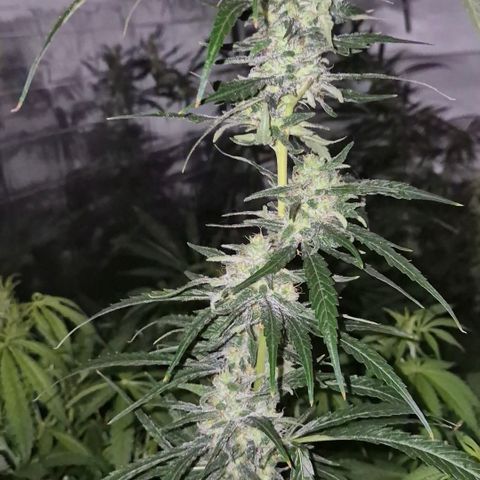 Puple punch  6 growlog timeline photo