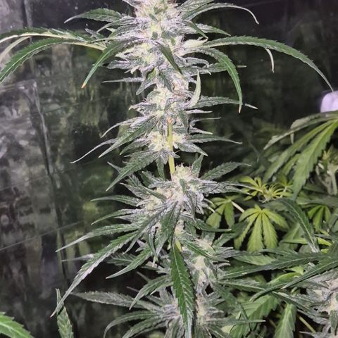 Puple punch  6 growlog timeline photo