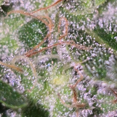 Puple punch  6 growlog timeline photo