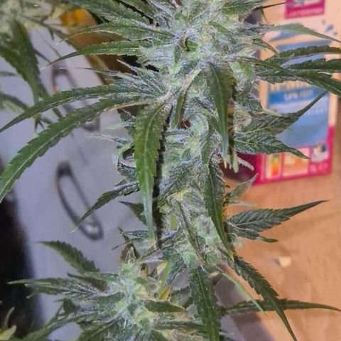 Puple punch  6 growlog timeline photo