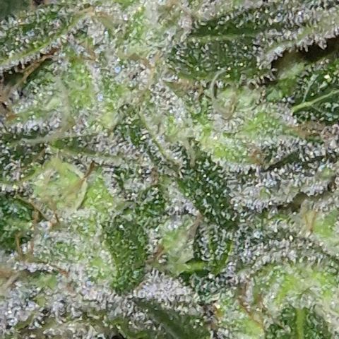 Puple punch  6 growlog timeline photo