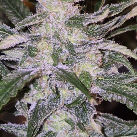 Puple punch  6 growlog timeline photo