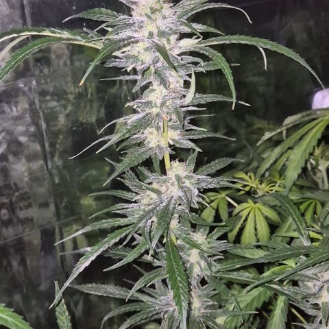 Puple punch  6 growlog timeline photo