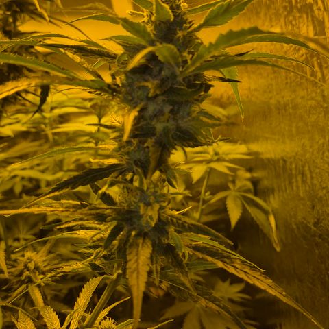 Puple punch  6 growlog timeline photo