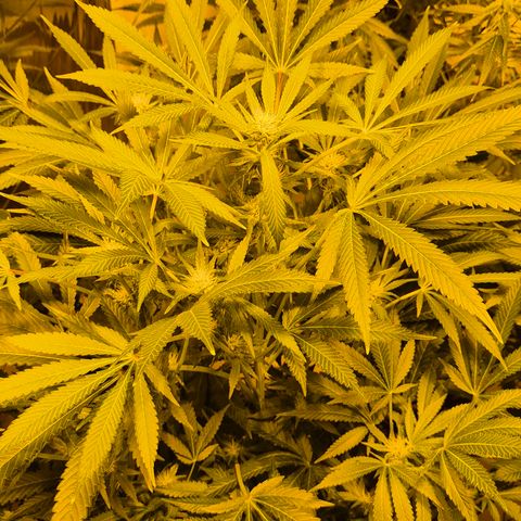 Karli - SHISKABERRY (auto) growlog timeline photo