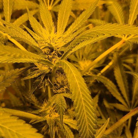 Karli - SHISKABERRY (auto) growlog timeline photo