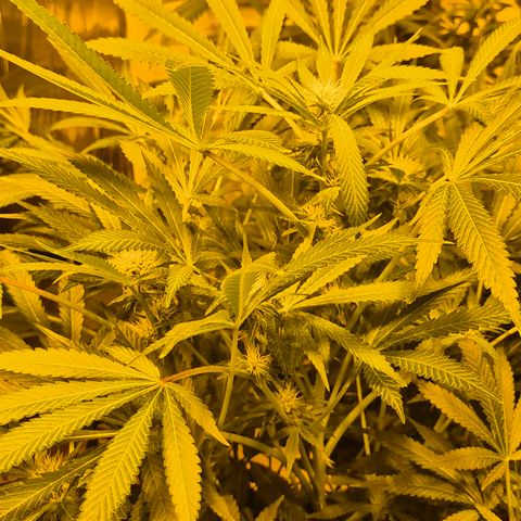Karli - SHISKABERRY (auto) growlog timeline photo