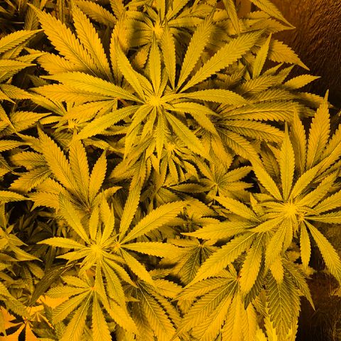 Kushi 😶‍🌫️(rest n. Teilernte/ critical kush, 9.1.24 🎁, Kümmerling) growlog timeline photo