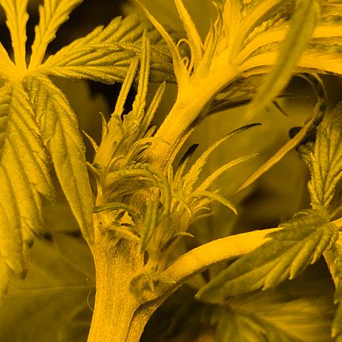 DieAnnas  #2 amnesia lemon/ungedämmter Dachboden growlog timeline photo