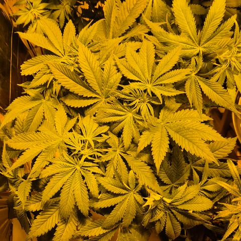 🍍Anna  #1 amnesia lemon  growlog timeline photo