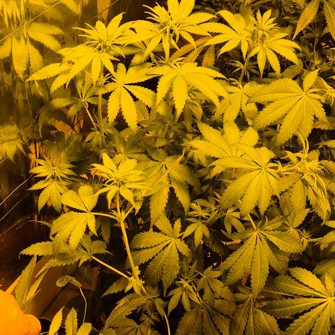 DieAnnas  #2 amnesia lemon/ungedämmter Dachboden growlog timeline photo