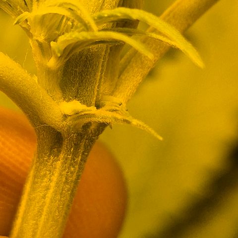 DieAnnas  #2 amnesia lemon/ungedämmter Dachboden growlog timeline photo
