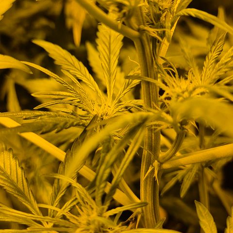 Runtzi Auto ♥️ Barney's Farm  growlog timeline photo