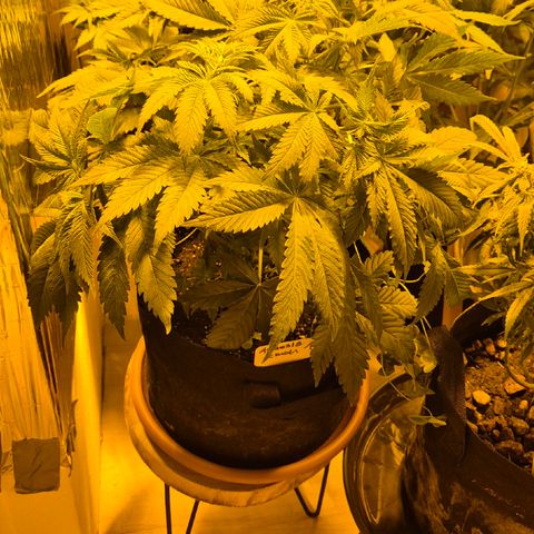 🍍Anna  #1 amnesia lemon  growlog timeline photo