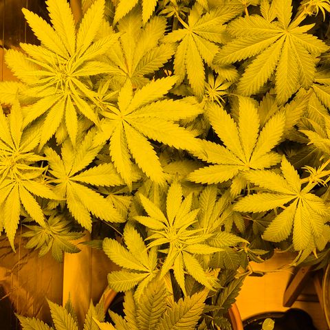 DieAnnas  #2 amnesia lemon/ungedämmter Dachboden growlog timeline photo