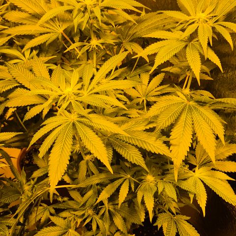 Kushi 😶‍🌫️(rest n. Teilernte/ critical kush, 9.1.24 🎁, Kümmerling) growlog timeline photo