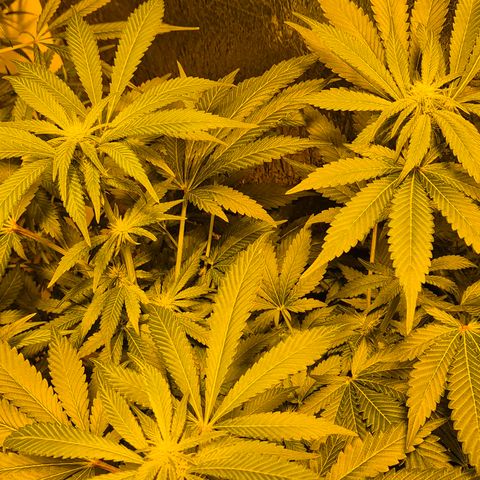 Kushi 😶‍🌫️(rest n. Teilernte/ critical kush, 9.1.24 🎁, Kümmerling) growlog timeline photo