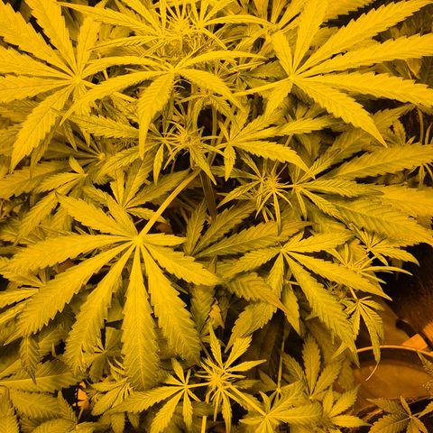 Runtzi Auto ♥️ Barney's Farm  growlog timeline photo