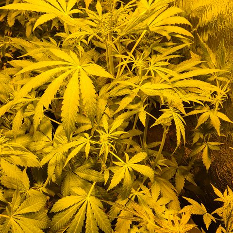 Runtzi Auto ♥️ Barney's Farm  growlog timeline photo