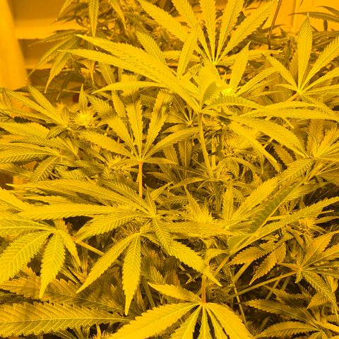 Karli - SHISKABERRY (auto) growlog timeline photo