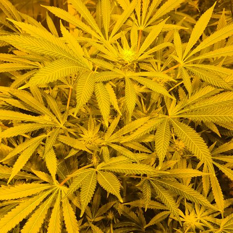 Karli - SHISKABERRY (auto) growlog timeline photo