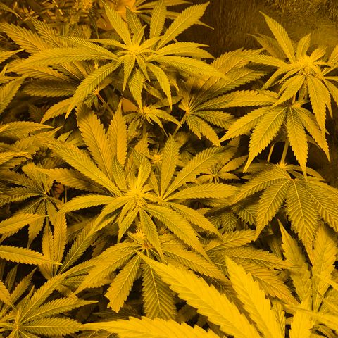 Kushi 😶‍🌫️(rest n. Teilernte/ critical kush, 9.1.24 🎁, Kümmerling) growlog timeline photo
