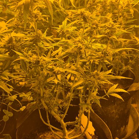 Bonsai Surprised moon, amnesia lemon  growlog timeline photo