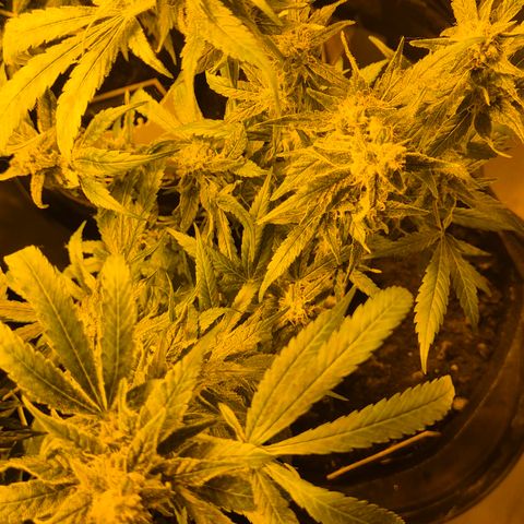 Bonsai Surprised moon, amnesia lemon  growlog timeline photo