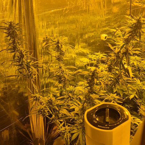 Puple punch  6 growlog timeline photo