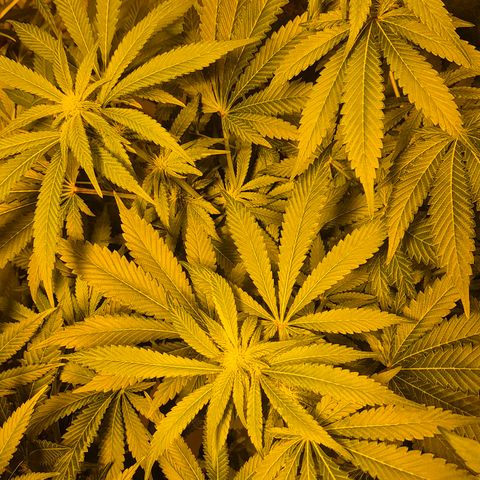 Kushi 😶‍🌫️(rest n. Teilernte/ critical kush, 9.1.24 🎁, Kümmerling) growlog timeline photo