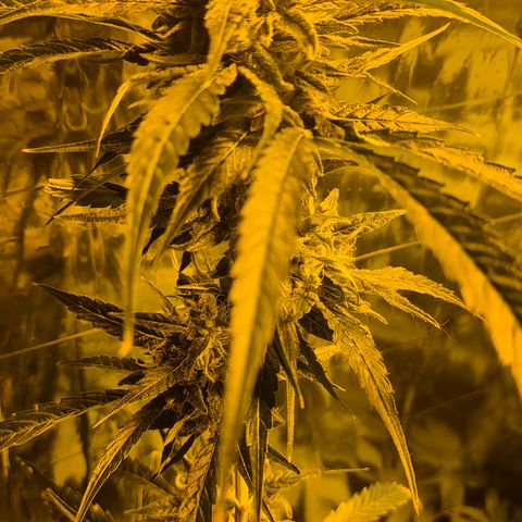 Puple punch  6 growlog timeline photo