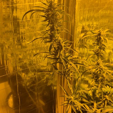 Puple punch  6 growlog timeline photo