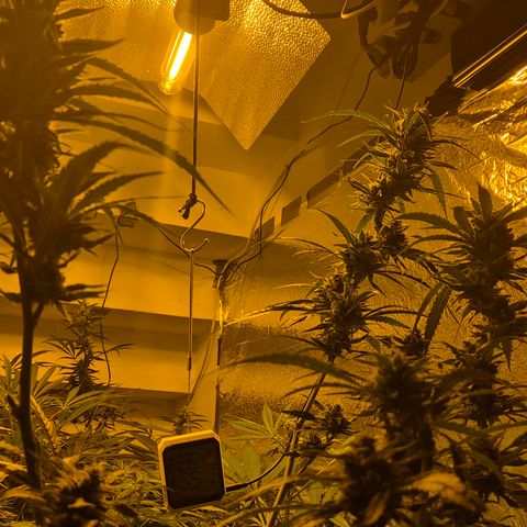 Puple punch  6 growlog timeline photo