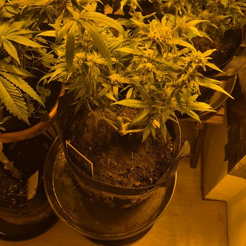 Bonsai Surprised moon, amnesia lemon  growlog timeline photo