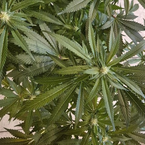 Kushi 😶‍🌫️(rest n. Teilernte/ critical kush, 9.1.24 🎁, Kümmerling) growlog timeline photo