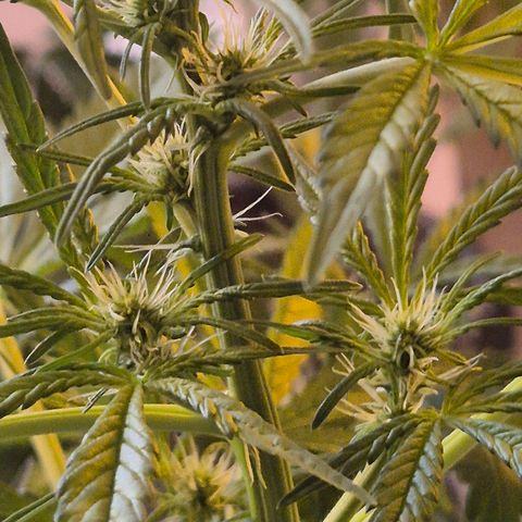 Runtzi Auto ♥️ Barney's Farm  growlog timeline photo