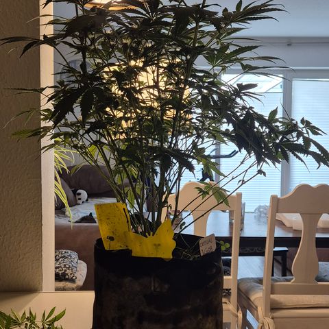 Kushi 😶‍🌫️(rest n. Teilernte/ critical kush, 9.1.24 🎁, Kümmerling) growlog timeline photo