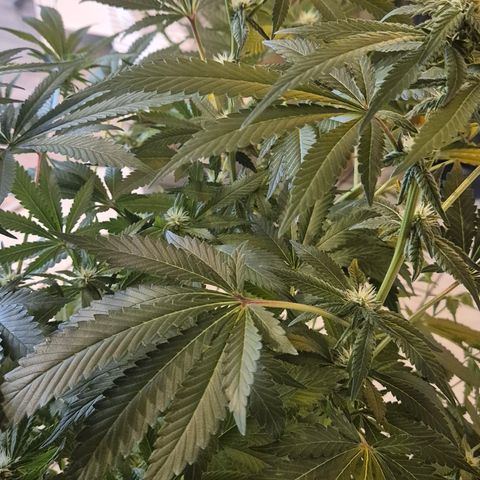 Kushi 😶‍🌫️(rest n. Teilernte/ critical kush, 9.1.24 🎁, Kümmerling) growlog timeline photo