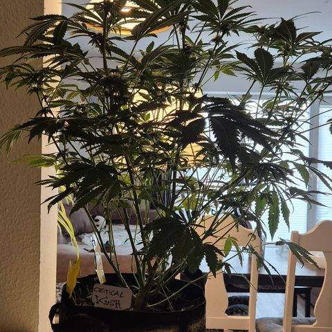 Kushi 😶‍🌫️(rest n. Teilernte/ critical kush, 9.1.24 🎁, Kümmerling) growlog timeline photo
