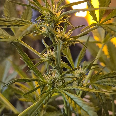 Runtzi Auto ♥️ Barney's Farm  growlog timeline photo
