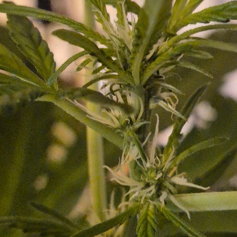 Runtzi Auto ♥️ Barney's Farm  growlog timeline photo