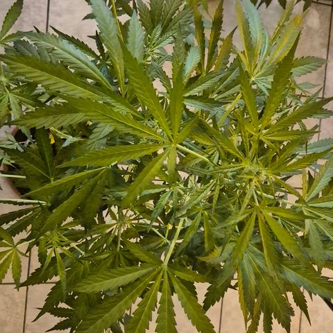Runtzi Auto ♥️ Barney's Farm  growlog timeline photo
