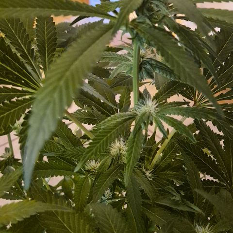 Kushi 😶‍🌫️(rest n. Teilernte/ critical kush, 9.1.24 🎁, Kümmerling) growlog timeline photo